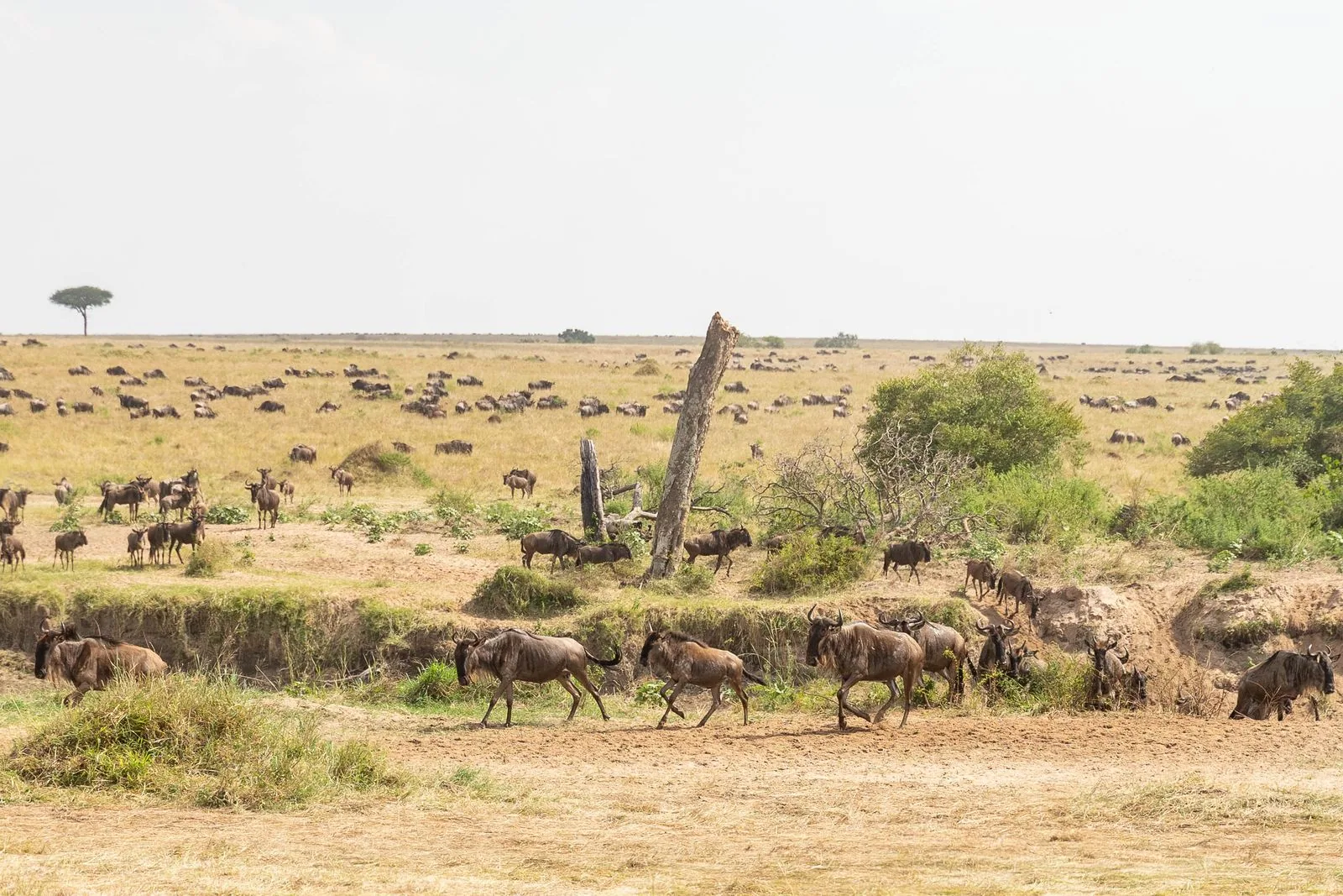 Wildebeest with newborn calves on the short-grass plain